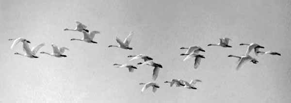 Whistling Swans, 1973